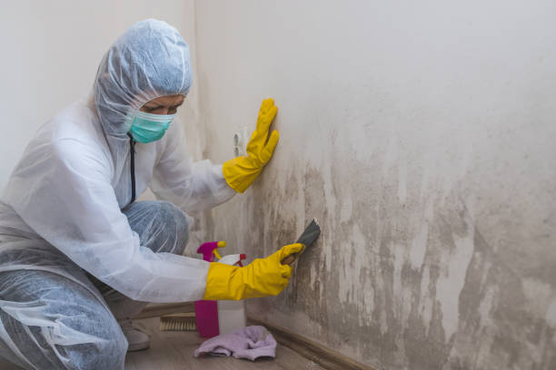 Best Home Mold Removal  in Tyndall, SD