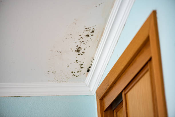 Best Mold Remediation  in Tyndall, SD