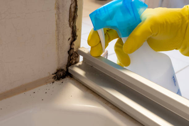 Best Attic Mold Removal  in Tyndall, SD