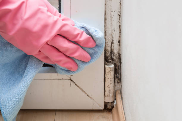 Best Fast Mold Removal  in Tyndall, SD