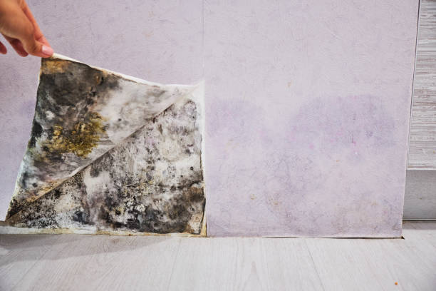 Best Professional Mold Removal  in Tyndall, SD